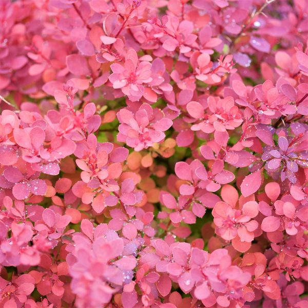 Sunjoy&reg; Cinnamon Barberry