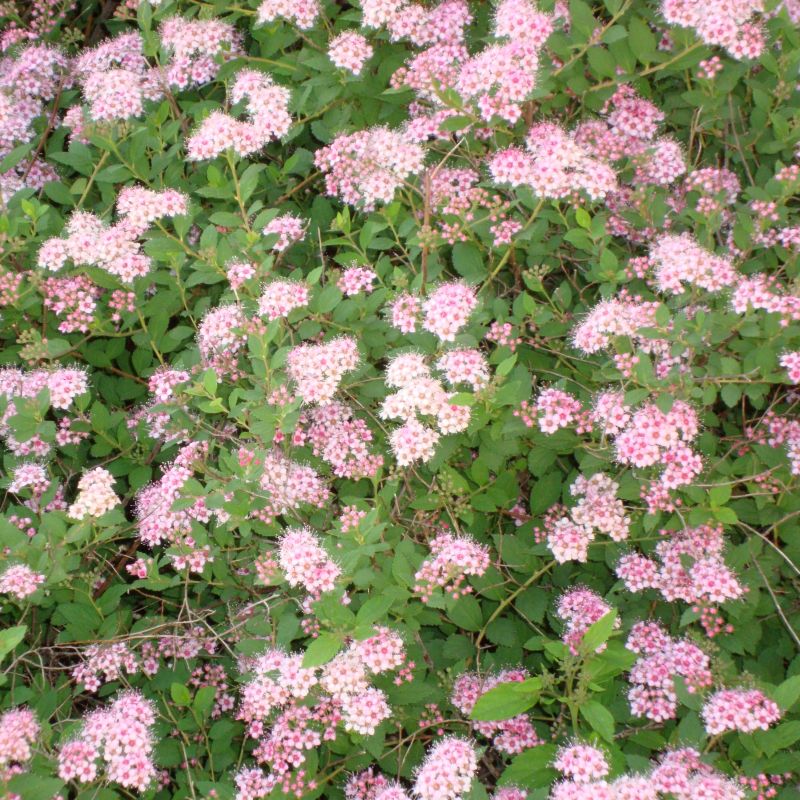 Little Princess Spirea