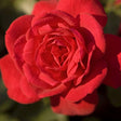 Easy Elegance&reg; Super Hero Rose