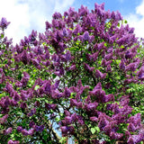 Common Purple Lilac