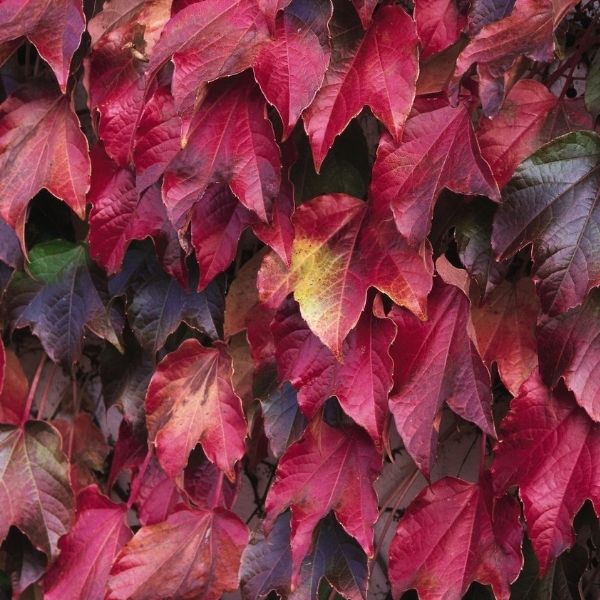 Boston Ivy