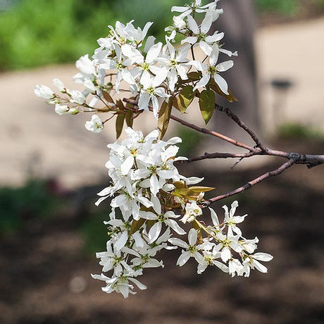 Lustre&reg; Serviceberry