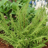 Dre's Dagger Fern