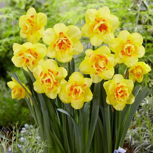 Tahiti Double Daffodil