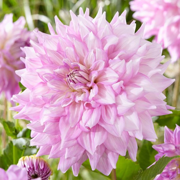 Almand's Joy Dahlia