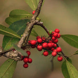 Dahoon Holly - Nature Hills Nursery - #1 Container - 