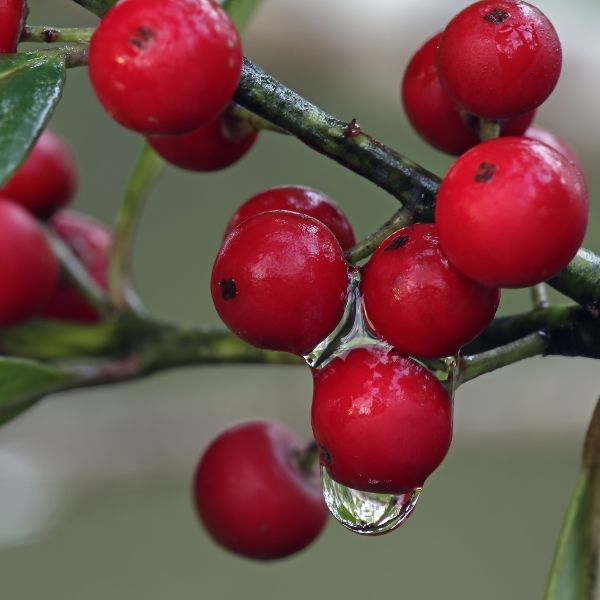 Dahoon Holly - Nature Hills Nursery - #1 Container - 