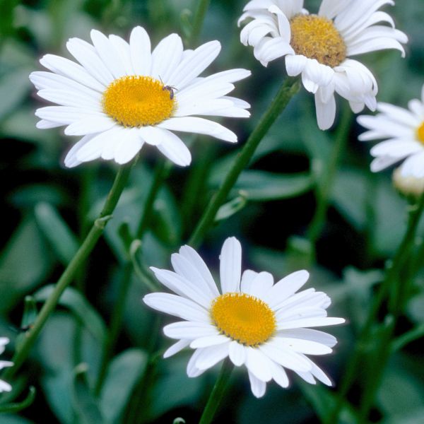 Becky Shasta Daisy (Leucanthemum X S.)