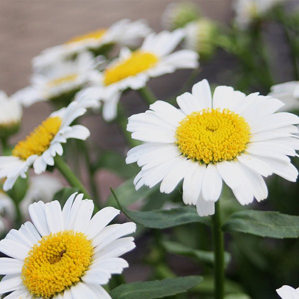 Snow Lady Shasta Daisy (Leucanthemum 'Snow Lady'), a perennial featuring white flowers and perennial.