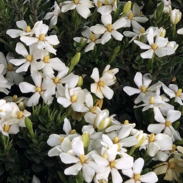 Bloomin' Easy™ Daisy Duke™ Gardenia Blooms