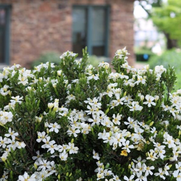Bloomin' Easy™ Daisy Duke™ Gardenia Top of Plant