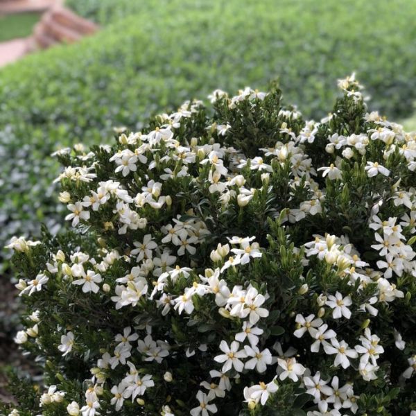 Bloomin' Easy™ Daisy Duke™ Gardenia