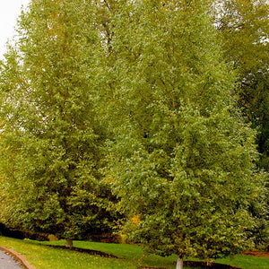 Dakota Pinnacle Birch