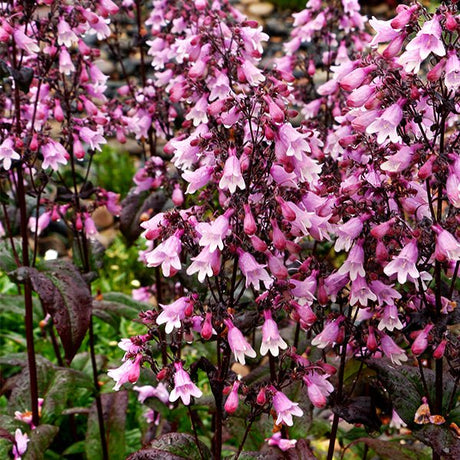 DAKOTA&trade; Verde Penstemon