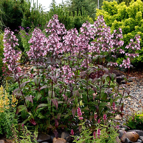 DAKOTA&trade; Verde Penstemon - Nature Hills Nursery - #1 Container - 