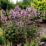 DAKOTA&trade; Verde Penstemon - Nature Hills Nursery - #1 Container - 