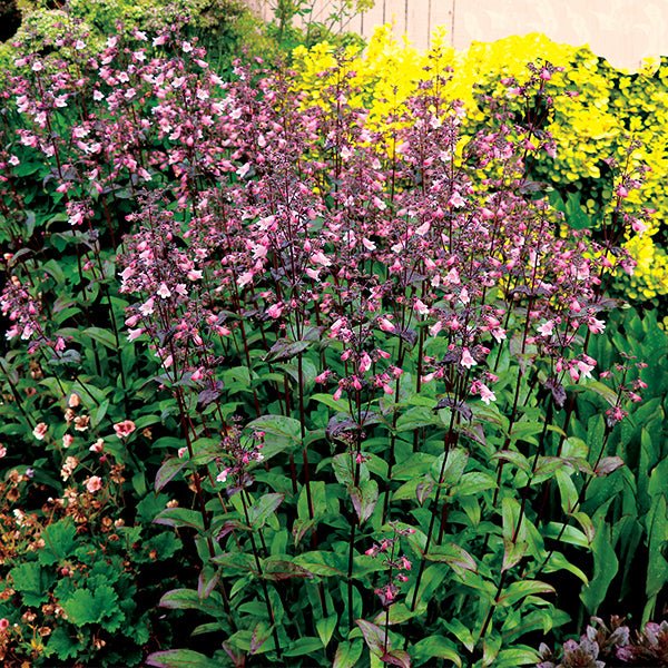 DAKOTA&trade; Verde Penstemon - Nature Hills Nursery - #1 Container - 