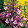 DAKOTA&trade; Verde Penstemon - Nature Hills Nursery - #1 Container - 