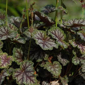 Dale's Strain Coral Bells