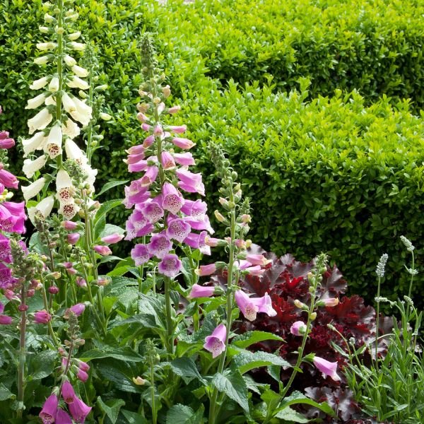 Dalmation Rose Foxglove - Nature Hills Nursery - #1 Container - 