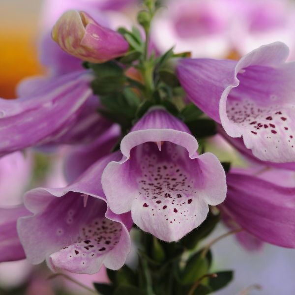 Dalmation Rose Foxglove - Nature Hills Nursery - #1 Container - 