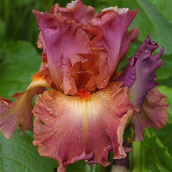 Dame de Coeur Tall Bearded Iris - Nature Hills Nursery - Bare Root Iris - 