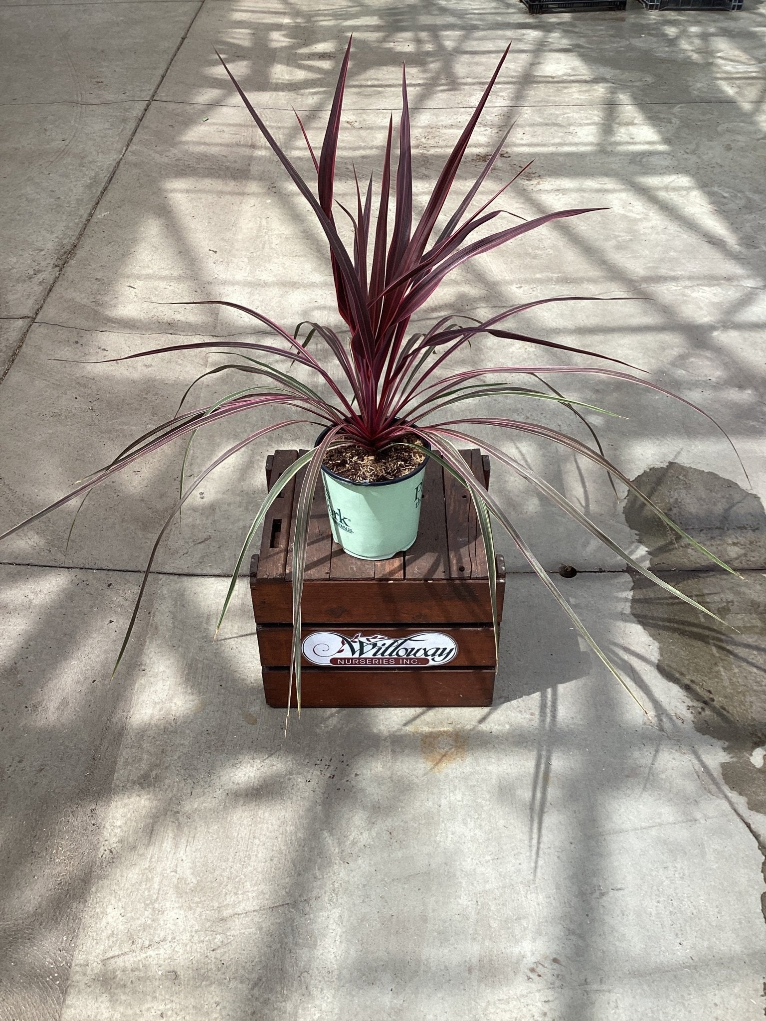 Dancing™ Can Can Cordyline | Buy at NatureHills.com