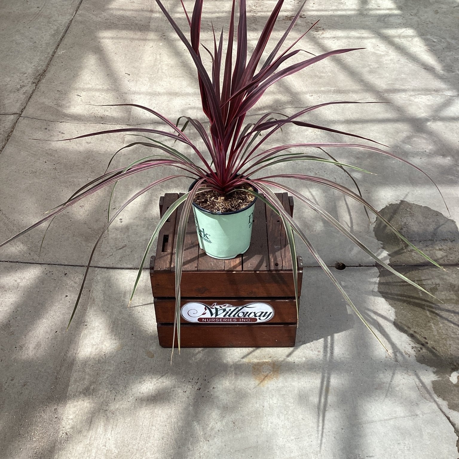 Dancing™ Can Can Cordyline - Tree - Nature Hills Nursery - 1 Container - 