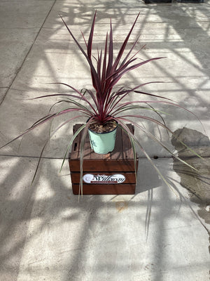 Dancing™ Can Can Cordyline - Tree - Nature Hills Nursery - 1 Container - 