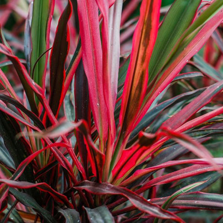 Dancing™ Can Can Cordyline - Tree - Nature Hills Nursery - 1 Container - 