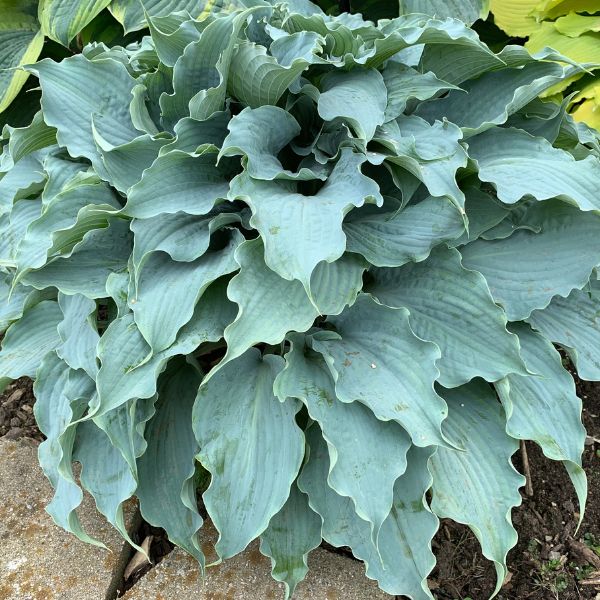 Dancing With Dragons Hosta - Nature Hills Nursery - #1 Container - 