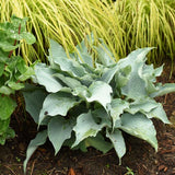 Dancing With Dragons Hosta - Nature Hills Nursery - #1 Container - 