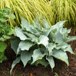 dancing with dragons hosta foliage