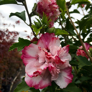 Danica Rose of Sharon - Nature Hills Nursery - #1 Container - 