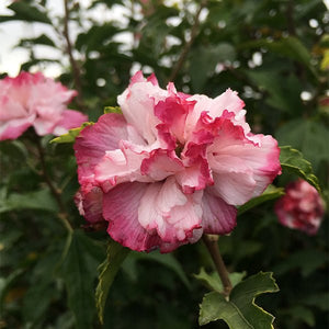 Danica Rose of Sharon - Nature Hills Nursery - #1 Container - 