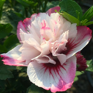 Danica Rose of Sharon - Nature Hills Nursery - #1 Container - 