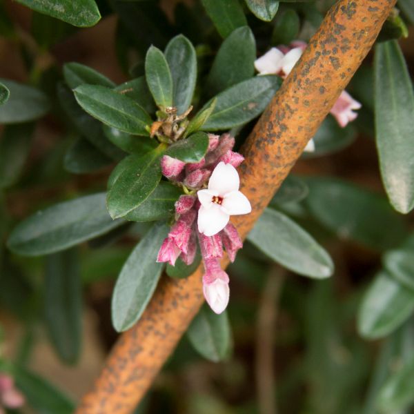 Eternal Fragrance Daphne (Daphne x transatlantica 'BLAFRA'), a shrub featuring pink flowers and evergreen.