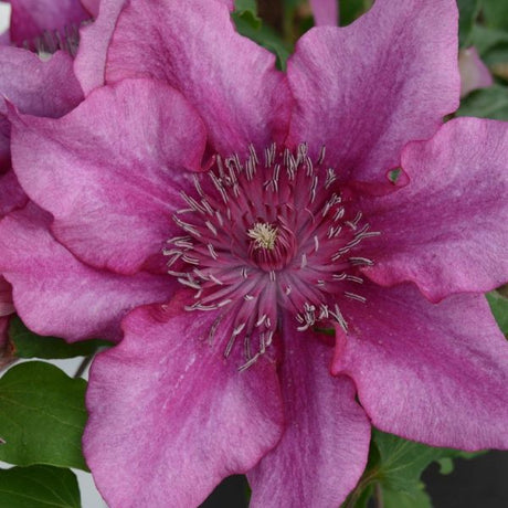 Darcy Clematis Full Bloom