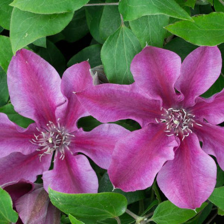 Darcy Clematis Side by Side Blooms