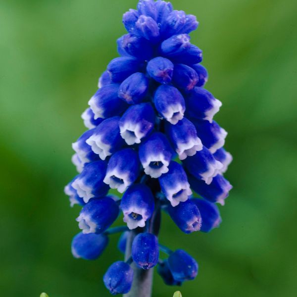 Dark Eyes Muscari - Nature Hills Nursery - 12 Pack Bulbs - 