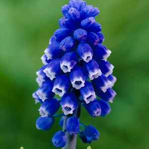 Dark Eyes Muscari - Nature Hills Nursery - 12 Pack Bulbs - 