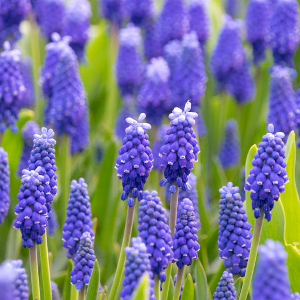 Dark Eyes Muscari - Nature Hills Nursery - 12 Pack Bulbs - 