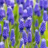 Dark Eyes Muscari - Nature Hills Nursery - 12 Pack Bulbs - 