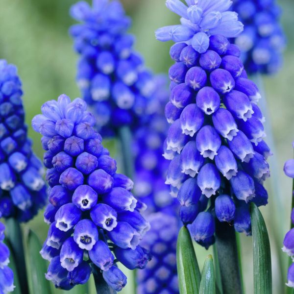 Dark Eyes Muscari - Nature Hills Nursery - 12 Pack Bulbs - 