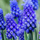 Dark Eyes Muscari - Nature Hills Nursery - 12 Pack Bulbs - 