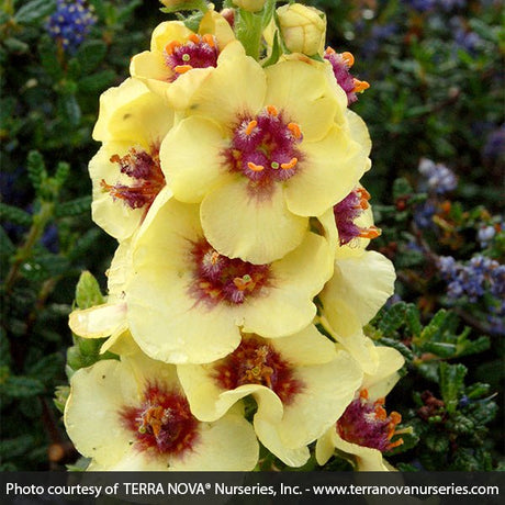 Dark Eyes Verbascum - Nature Hills Nursery - #1 Container - 