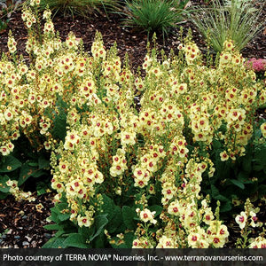 Dark Eyes Verbascum - Nature Hills Nursery - #1 Container - 
