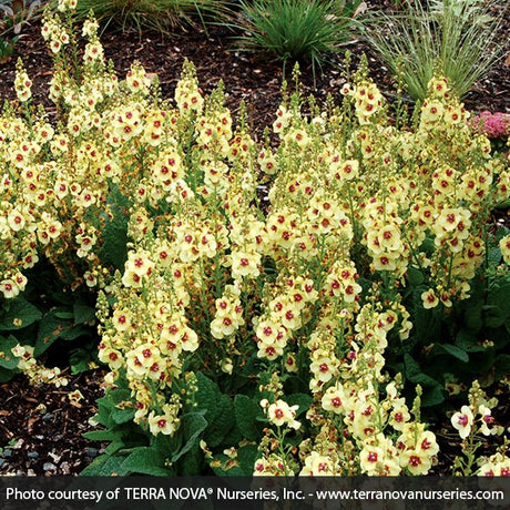 Dark Eyes Verbascum - Nature Hills Nursery - #1 Container - 