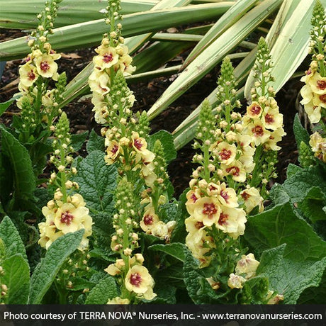 Dark Eyes Verbascum - Nature Hills Nursery - #1 Container - 