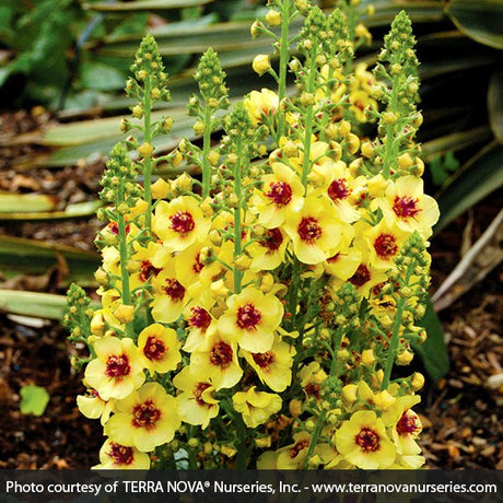 Dark Eyes Verbascum - Nature Hills Nursery - #1 Container - 